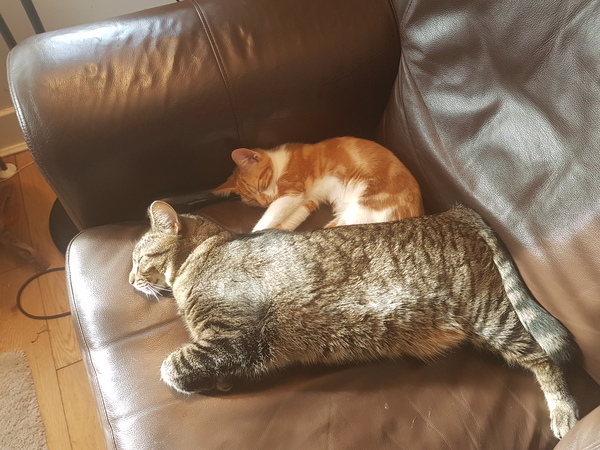 Cats still catting. What's your DCat up to today? Pt 3