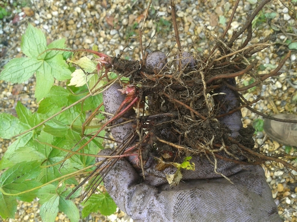 Plant ID - quick before we dig it all up
