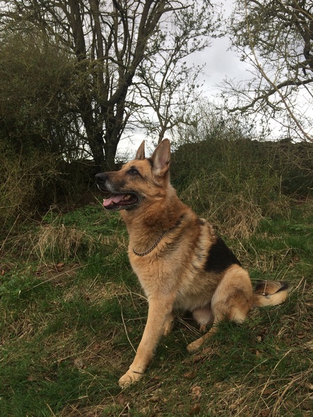 Alfie has gone to the Rainbow Bridge