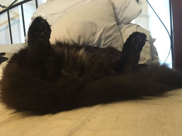 What's your DCat up to today? Pt 2