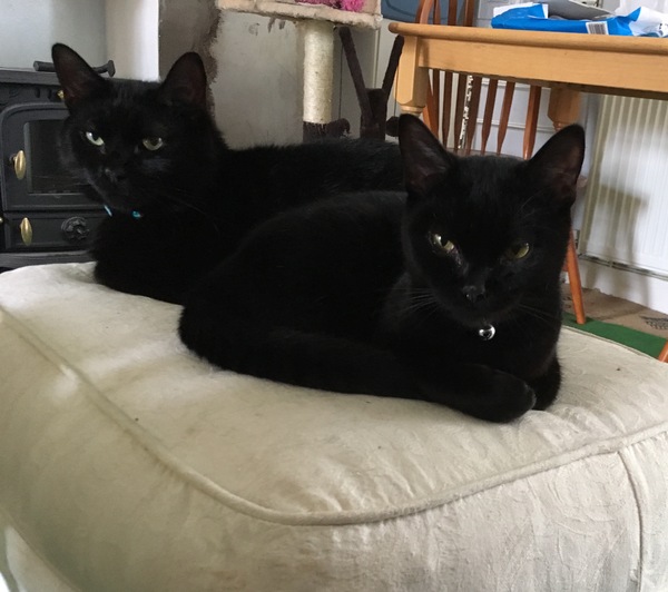 Cats still catting. What's your DCat up to today? Pt 3