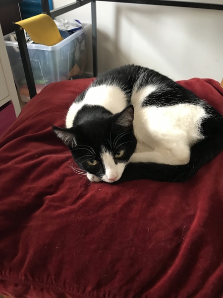 Not to wash my cat