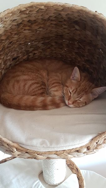 When did your kitten 'become' a cat?