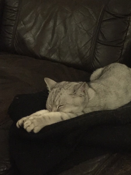 What's your DCat up to today? Pt 2
