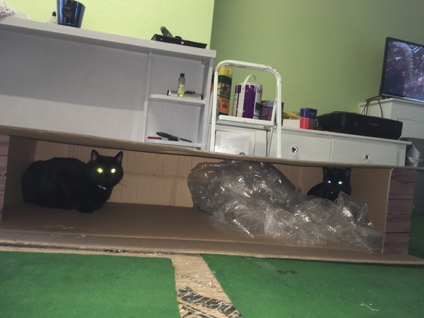 Cats still catting. What's your DCat up to today? Pt 3