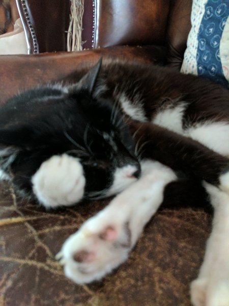 What's your DCat up to today? Pt 2