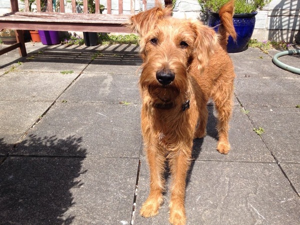 Does anyone fancy a teenage dog survival thread?