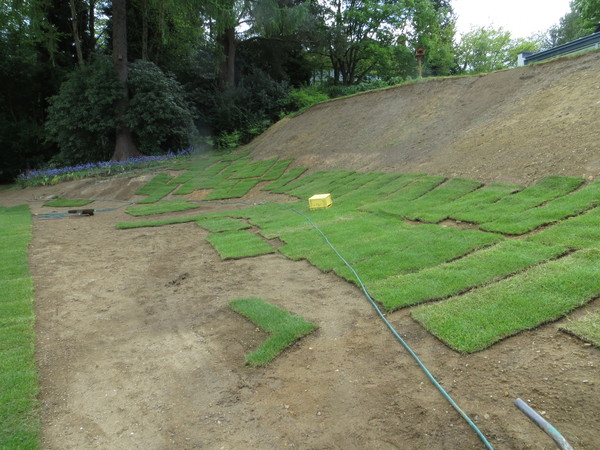 Plant ideas please for a steep east facing slope