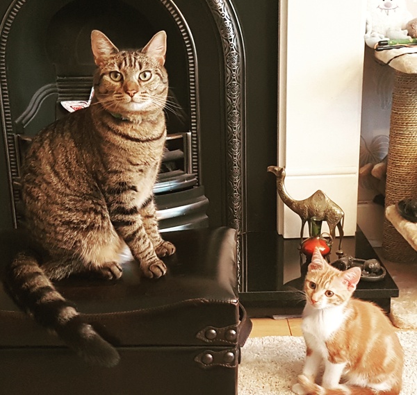 What's your DCat up to today? Pt 2