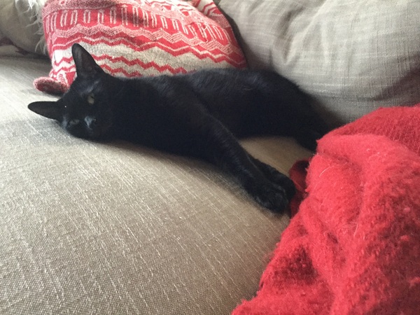 New foster!