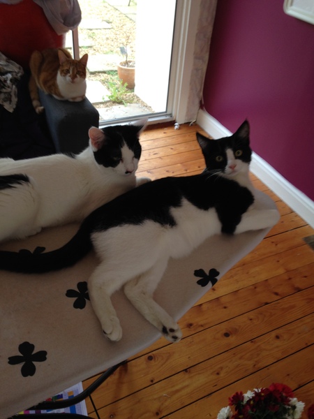 B/W cat appreciation society