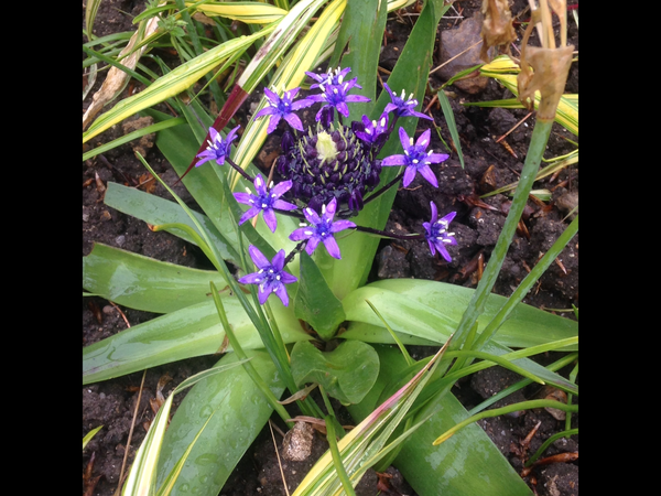 Purple flowering plant needs identification please!