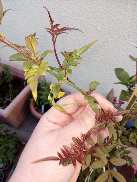 Help with identifying which climber this is please