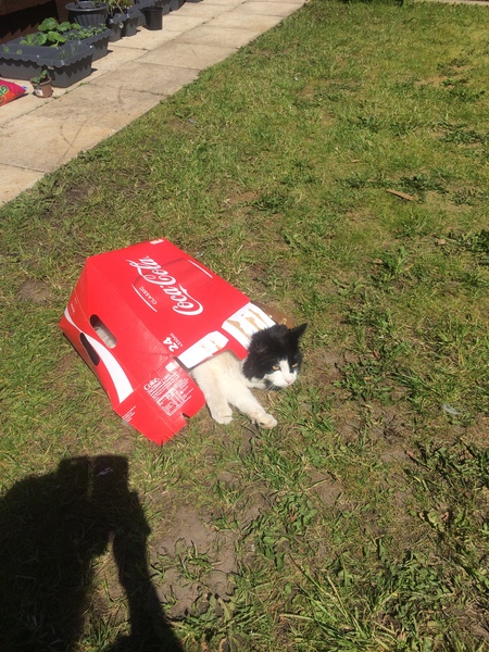Cats still catting. What's your DCat up to today? Pt 3