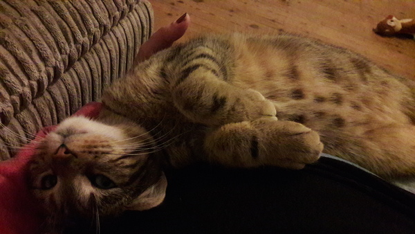 To ask cat owners for good name suggestions?