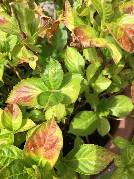 Brown leaves on my hydrangea (with pic)