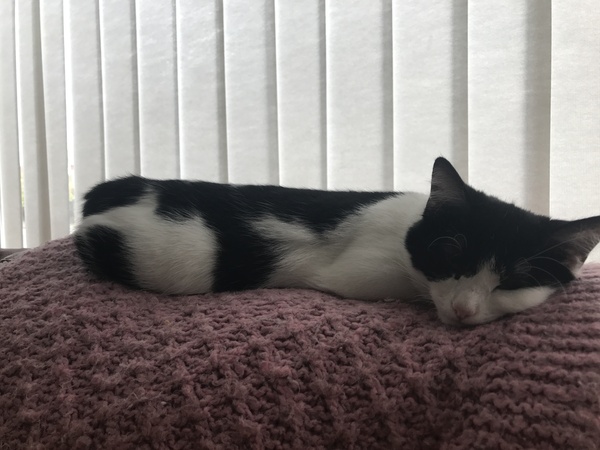 Kitten has started talking - is this a worry, or normal?