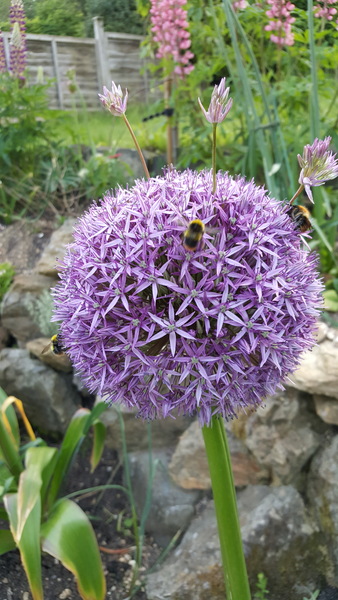 What's looking good in your garden at the moment?