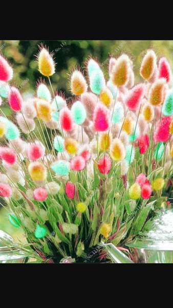 Is this a real plant?