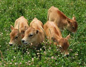 To think that having a pet cow might be possible?