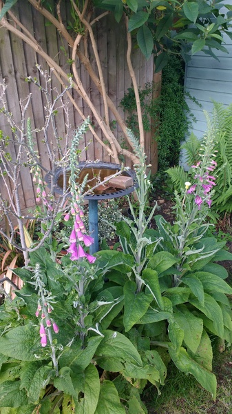 Find out how MNers are getting on with their Homebase Garden Goals challenge NOW CLOSED