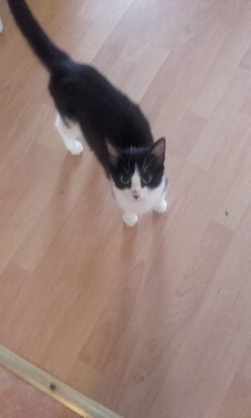 Wow. Cats are so clever. I hadn't realised what I am up against.