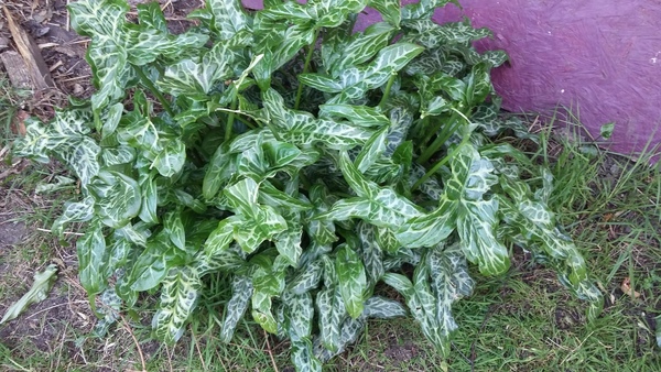 Plant ID for a clueless gardener