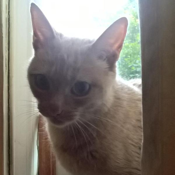 Lost Cat