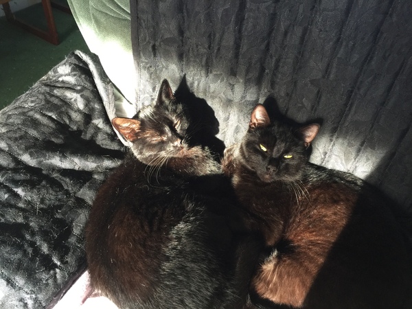 Cats still catting. What's your DCat up to today? Pt 3