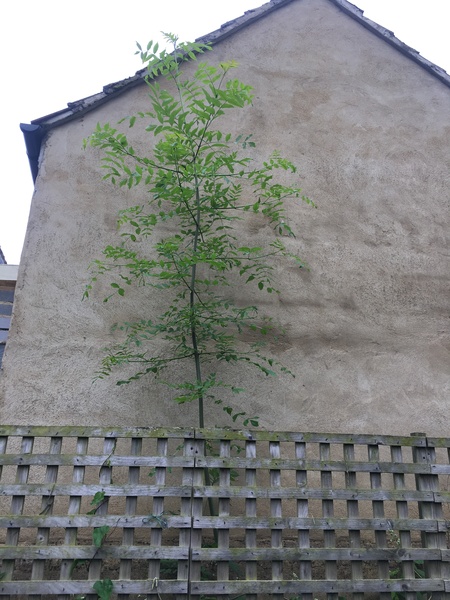 Plant ID please