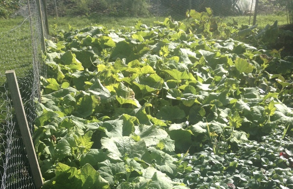 Allotment/Veg Patch Thread 9 - Spring is sprung, its getting really busy!