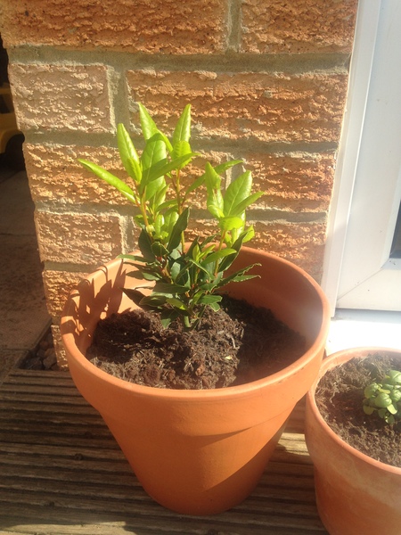 Find out how MNers are getting on with their Homebase Garden Goals challenge NOW CLOSED