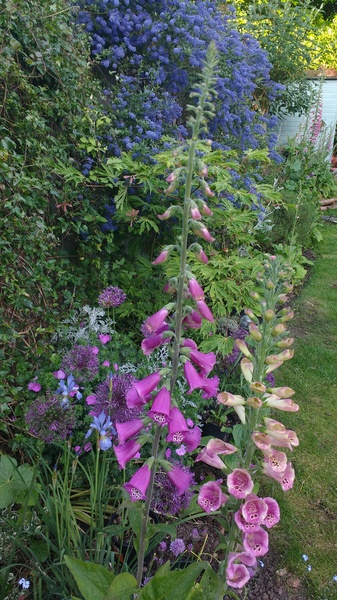 Find out how MNers are getting on with their Homebase Garden Goals challenge NOW CLOSED