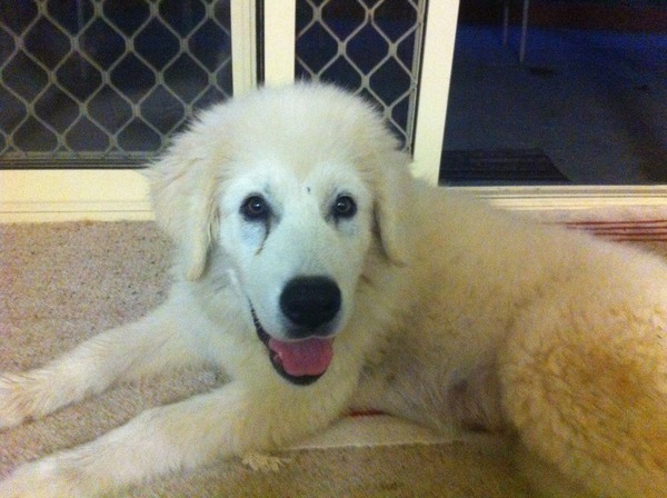 Neighbours reported us to the RSPCA