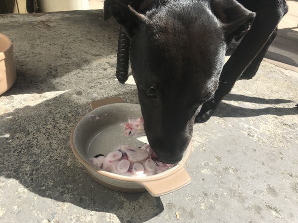 Does anyone fancy a 'puppy survival' thread?
