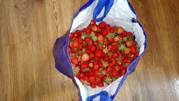 Allotment/Veg Patch Thread 9 - Spring is sprung, its getting really busy!