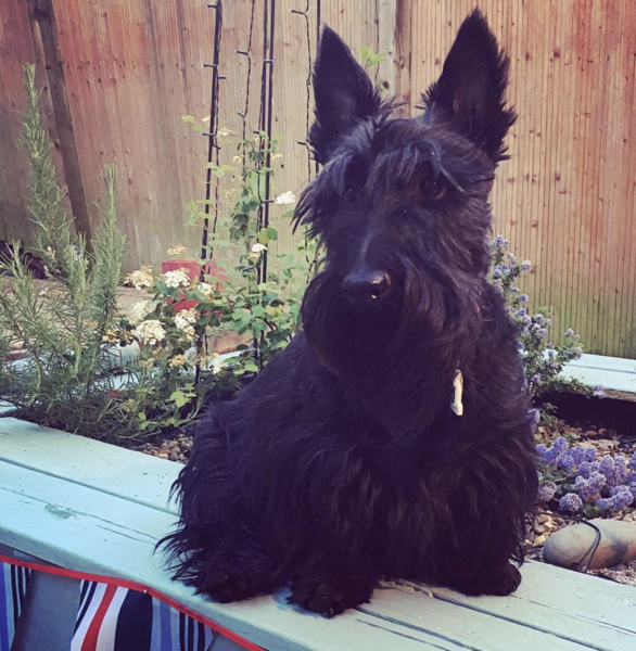 Scottish Terrier