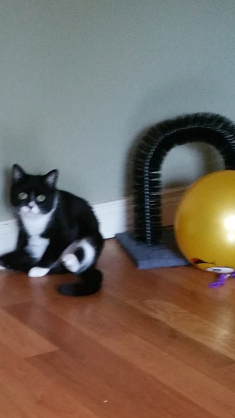 Does anyone have a petfusion cat scratcher? Are they worth the money?
