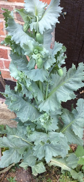 Can anyone tell me what this plant is please?