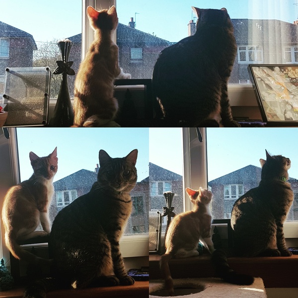 What's your DCat up to today? Pt 2