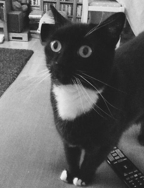 B/W cat appreciation society