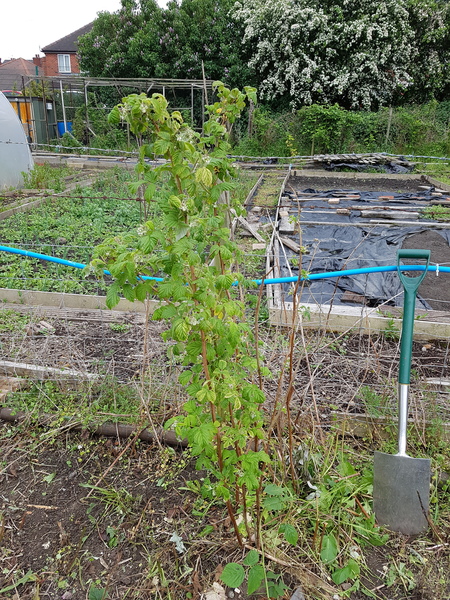 Allotment/Veg Patch Thread 9 - Spring is sprung, its getting really busy!