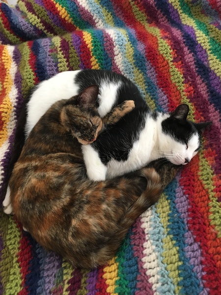 Young cat died suddenly