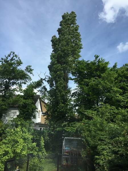 Does anyone know where we stand legally re. tall tree at end of garden