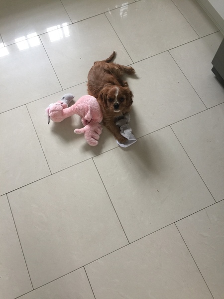 Does anyone fancy a 'puppy survival' thread?