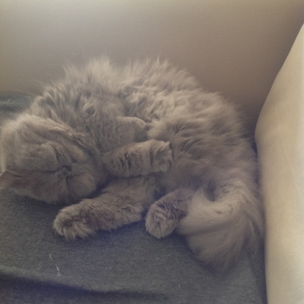 What's your DCat up to today? Pt 2