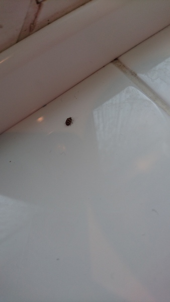 Help - what's crawling around my bathroom!  (pic included)