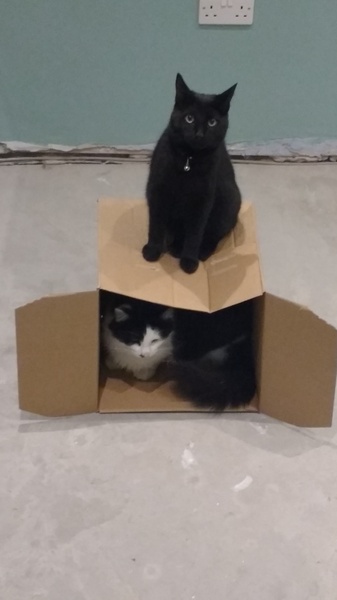Cats still catting. What's your DCat up to today? Pt 3