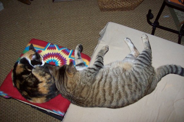 Why is my cat purring one minute then trying to kill me the next?
