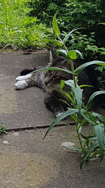 Cats still catting. What's your DCat up to today? Pt 3